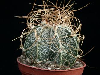 Astrophytum crassispinoides 