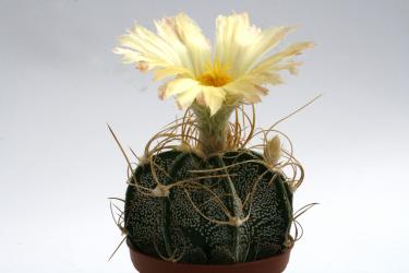 Astrophytum crassispinoides 