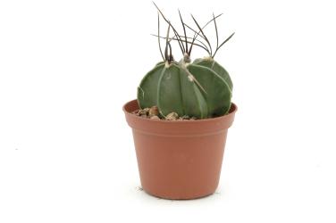 Astrophytum capricorne ssp. crassispinum Sierra Agua Chiquita 