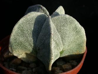 Astrophytum myriostigma % Guadalcazar, SLP, MEX 