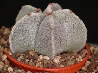 Astrophytum myriostigma % 