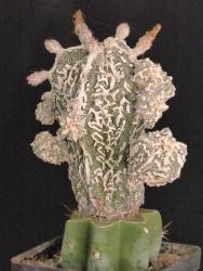 Astrophytum myriostigma cv. Fukuryu Haku-jo VE 