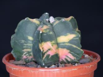 Astrophytum myriostigma f. nuda variegata 