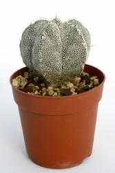 Astrophytum myriostigma Onzuka % 
