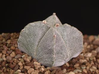 Astrophytum myriostigma f. quadricostata % 