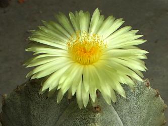 Astrophytum myriostigma f. quadricostata % 