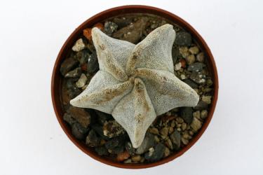 Astrophytum myriostigma hybride % 