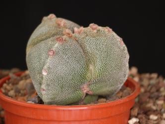 Astrophytum myriostigma f. tricostata % 