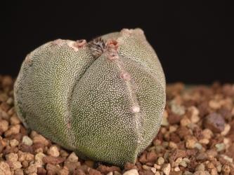 Astrophytum myriostigma f. tricostata 