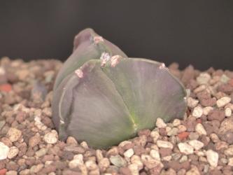 Astrophytum myriostigma f. nuda tricostata % 