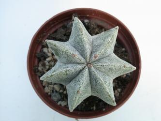 Astrophytum myriostigma % 