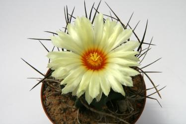 Astrophytum capricorne ssp. niveum f. nudum 