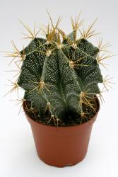 Astrophytum ornatum 