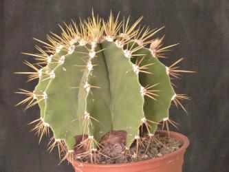 Astrophytum ornatum v. virens 