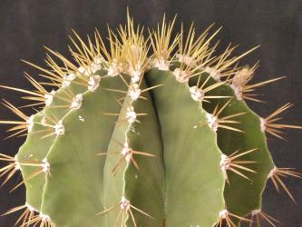 Astrophytum ornatum v. virens 