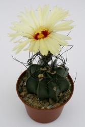 Astrophytum capricorne ssp. senile % 
