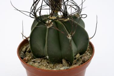 Astrophytum capricorne ssp. senile % Viesca, Coah, MEX 