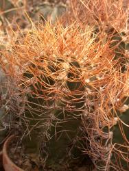 Astrophytum capricorne ssp. senile f. aureum 