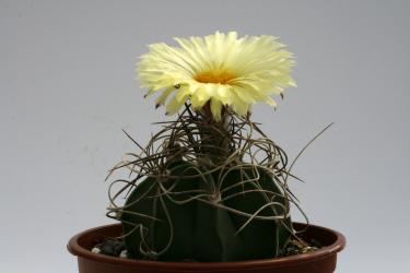 Astrophytum capricorne ssp. senile f. aureum 