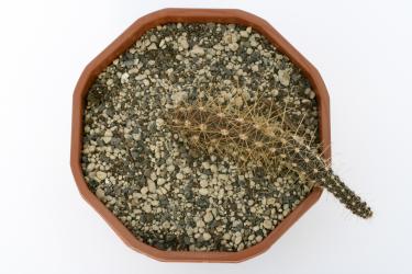 Austrocactus coxii *2^ Malleo, Neuquen, ARG 