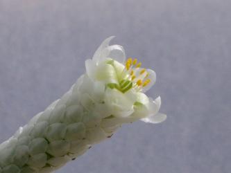 Avonia papyracea Südafrika 