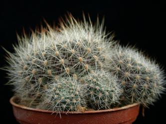 Aylostera buiningiana Salta Nazareno, Salta Victoria, ARG 