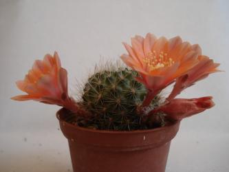 Aylostera buiningiana MN148 