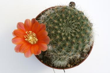 Aylostera cajasensis FR1141 