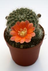 Aylostera buiningiana RH1387 Iruya, Salta, ARG 