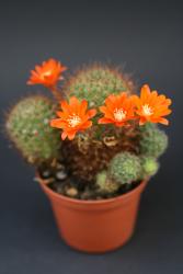 Kakteen Haage Aylostera online kaufen