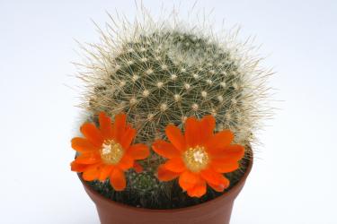 Aylostera fiebrigii v. densiseta L329 