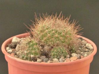 Aylostera fiebrigii v. rubrispina RH342 