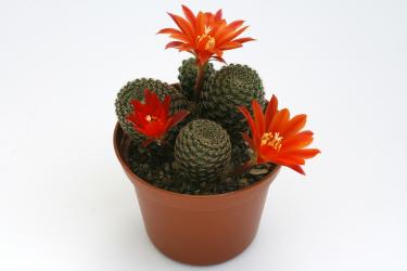 Aylostera heliosa v. condorensis 