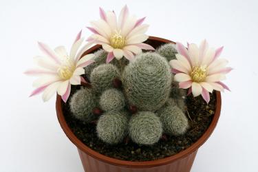 Aylostera heliosa X albiflora 