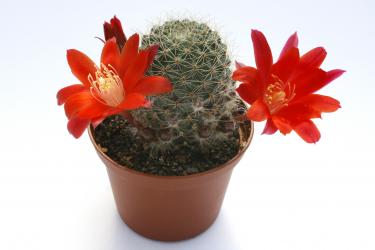 Aylostera minutissima RH215 Cuesta de Sama, Tarija, BOL, 2450m 