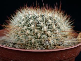 Aylostera narvaecense 