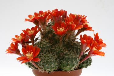 Aylostera pseudodeminuta v. grandiflora 