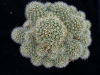 Aylostera pulvinosa FR766 Río Cajas, Huerta Carbajal, Tarija, BOL 