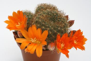 Aylostera walteri R784 Jujuy to Salta to Catamarca, ARG 