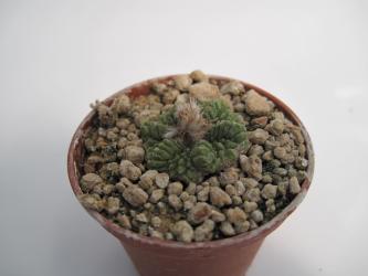Aztekium ritteri § % Einzelstück 
