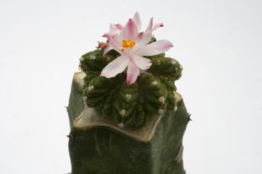 Aztekium ritteri § % VE 