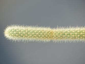 Bergerocactus emoryi 