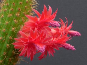 Bolivicereus samaipatanus 