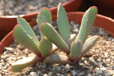 Carruanthus caninus Georgida, RSA 