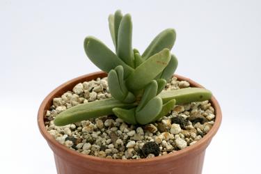 Cephalophyllum pulchrum western cape, RSA 