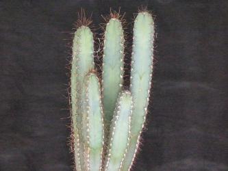 Cereus forbesii % 