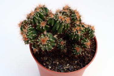 Cereus peruvianus f. monstrosus % 