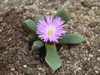 Cerochlamys pachyphylla Wyandsrivier 