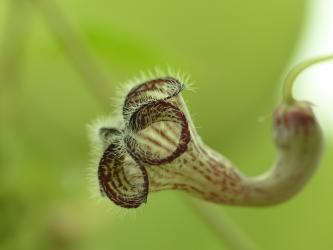 Ceropegia carnosa Zululand, KwaZulu-Natal, RSA 