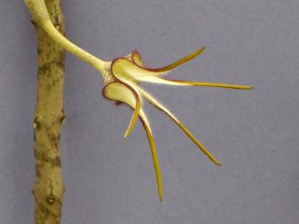 Ceropegia stapeliiformis 